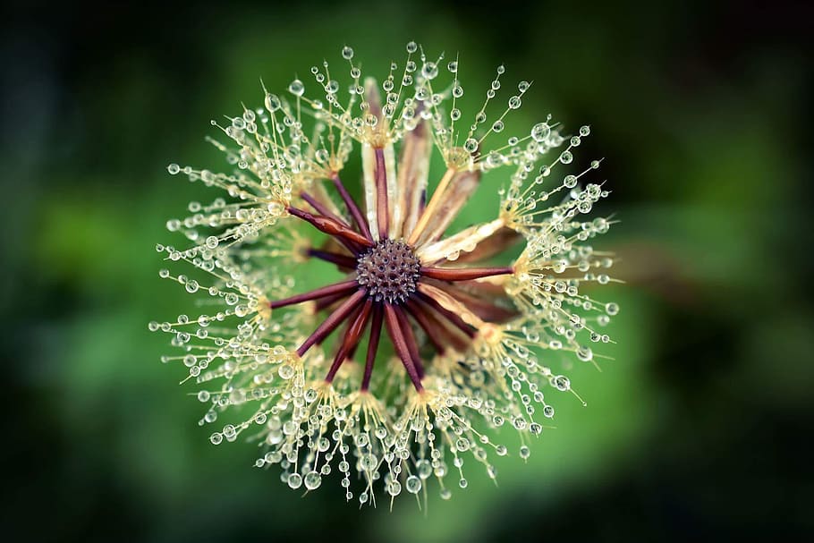 Dandelion, Dew, Morning, flower, fragility, plant, nature, freshness HD wallpaper