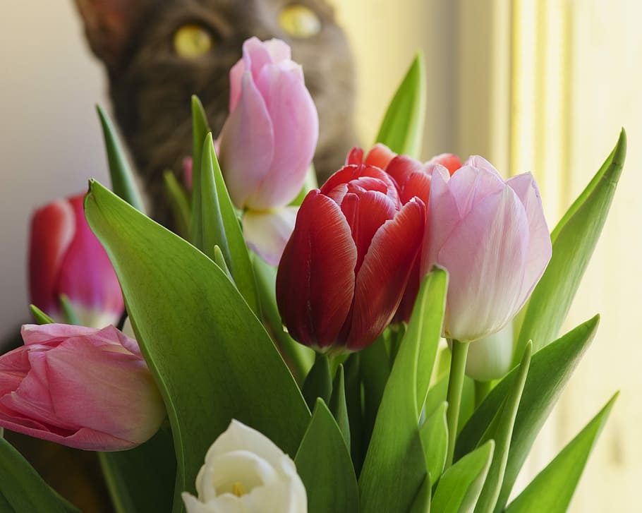 Tulips, Flowers, Spring, handsomely, spring flowers, freshness HD wallpaper