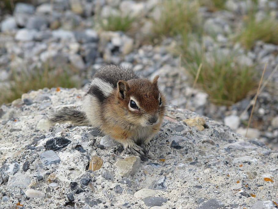 chipmunk, animals, nature, wild, wildlife, mammal, one animal HD wallpaper