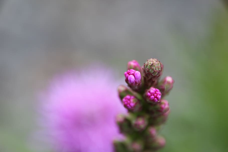 plant, blossom, bloom, violet, flowering plant, beauty in nature HD wallpaper