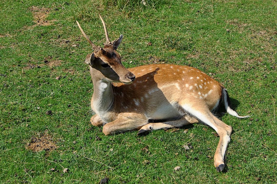 roe deer, young, concerns, rest, meadow, nature, animal themes HD wallpaper