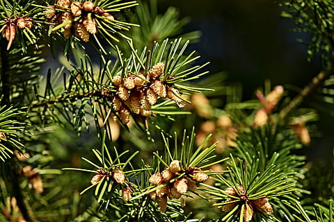 pine, tap, pine cones, small, frisch, young, spring, grow, nature HD wallpaper