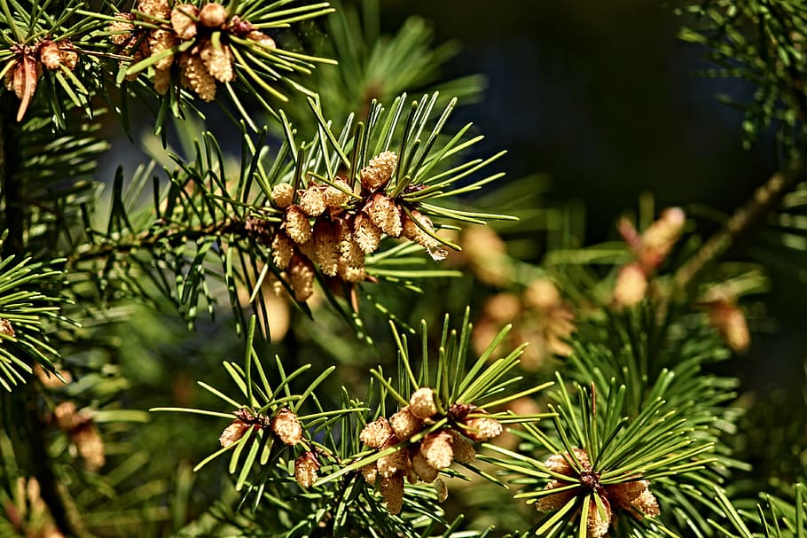 pine, tap, pine cones, small, frisch, young, spring, grow, nature HD wallpaper