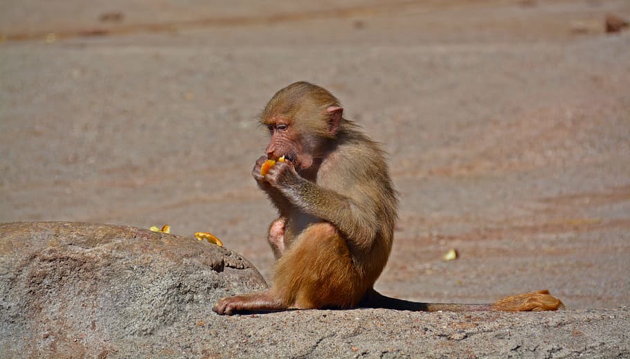 Baboon, Monkey, Primate, Creature, food, tiergarten, monkey baby HD wallpaper