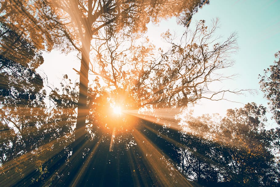 silhouette of tree during daytime, bottom view of green leafed trees HD wallpaper