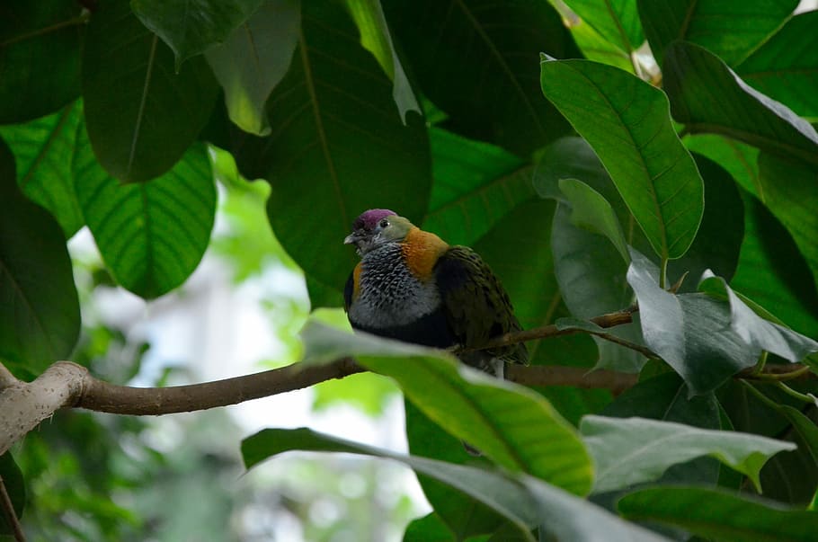 nature, tree, bird, leaf, plant, growth, garden, summer, animal themes HD wallpaper