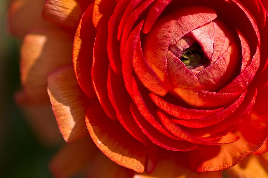 ranunculus, flower, blossom, bloom, close, plant, spring, globose HD wallpaper