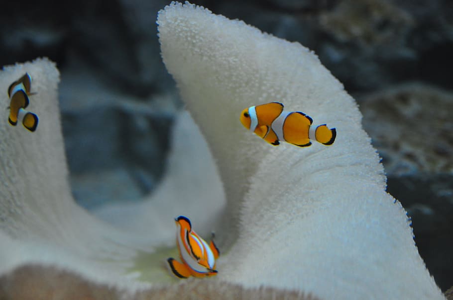 Fish, Tank, Aqua, Decorative, Zoo, World, aquatic, pet, aquarium HD wallpaper