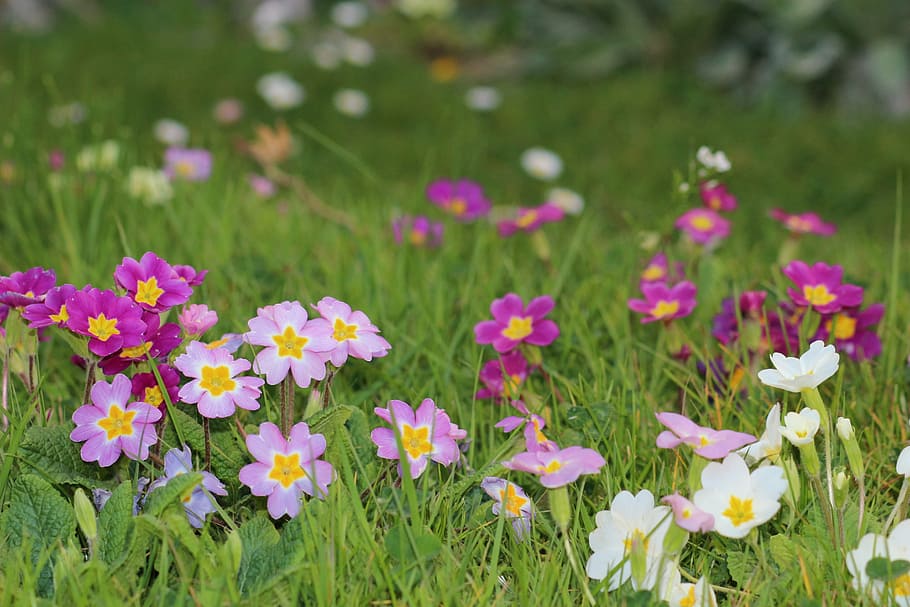 flowers, spring, primrose, colors, nature, garden, flowering plant HD wallpaper