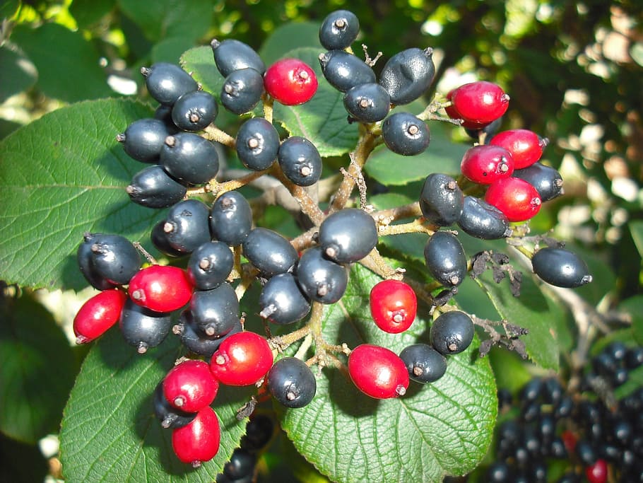 corm, rowan, black, berries, red, plant, fruit, food, healthy eating HD wallpaper