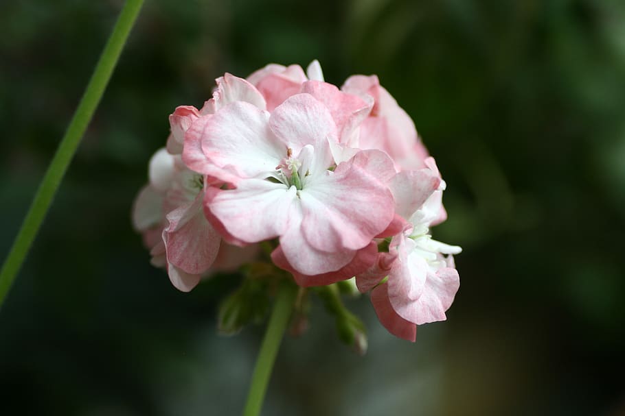 geranium, flowers, flowering plant, pink color, beauty in nature HD wallpaper