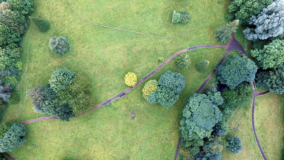 aerial photography of pathways and tall trees at daytime, bird's eye view of trees and grass field HD wallpaper
