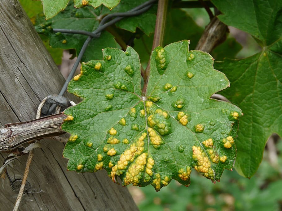 wine leaf, smallpox mite, infestation, green, yellow, dent HD wallpaper