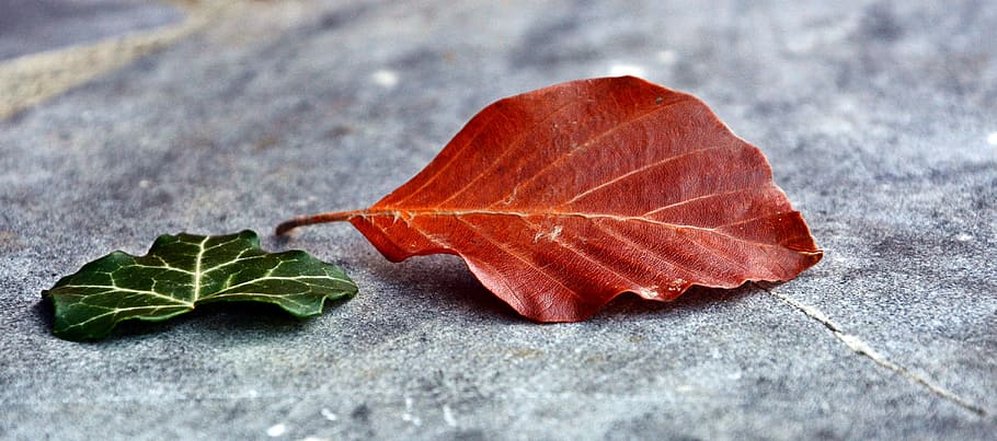 red leaf beside green leaf, amber, leaves, two, plant part HD wallpaper