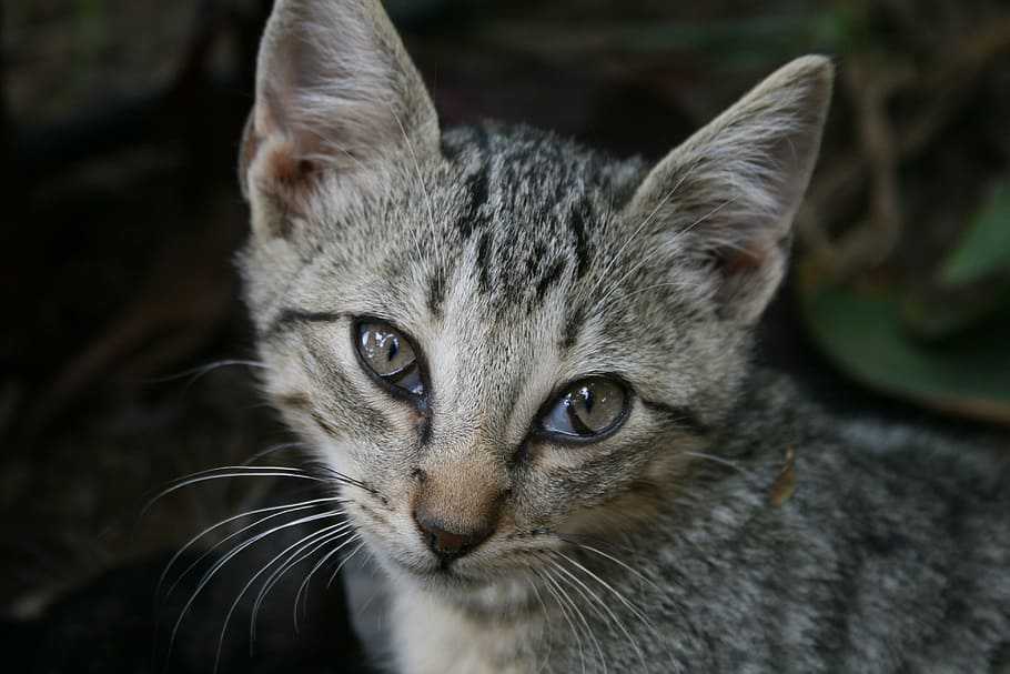 cat, getiegert, cute, kitten, eyes, one animal, mammal, domestic HD wallpaper