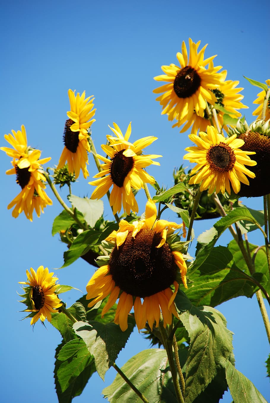 Sun Flower, Flower, Flower, Summer, plant, growth, nature, petal HD wallpaper