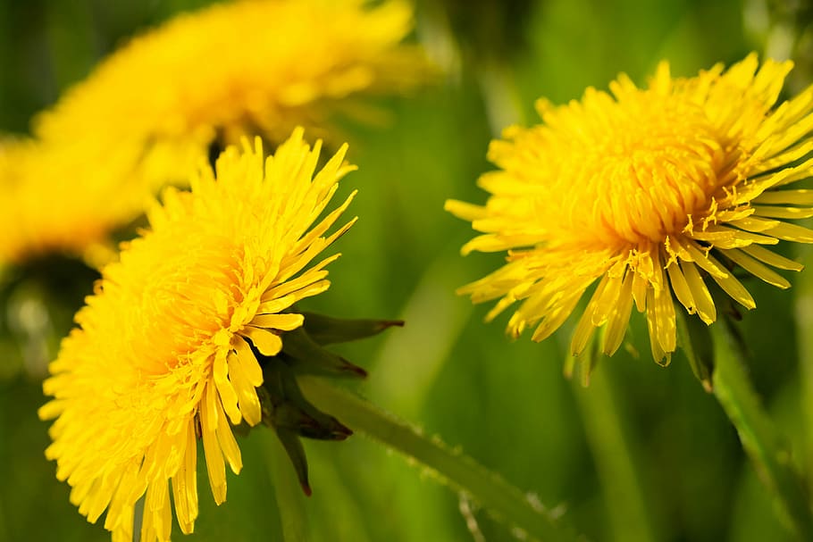 dandelion, sonchus oleraceus, dandelions, spring, nuns, plant HD wallpaper