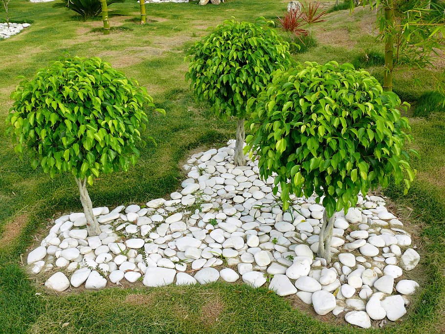 Trees, Ficus, Plant, three, benjamin, dominican, republic, exotic HD wallpaper
