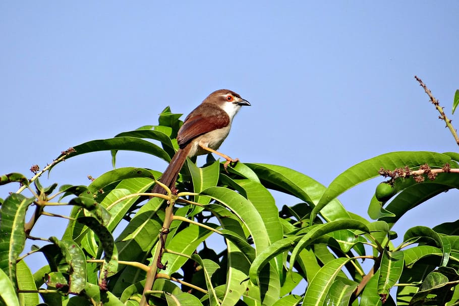 Brown-Shrike, Bird, Lanius-Cristatus, india, wildlife, avian, HD wallpaper