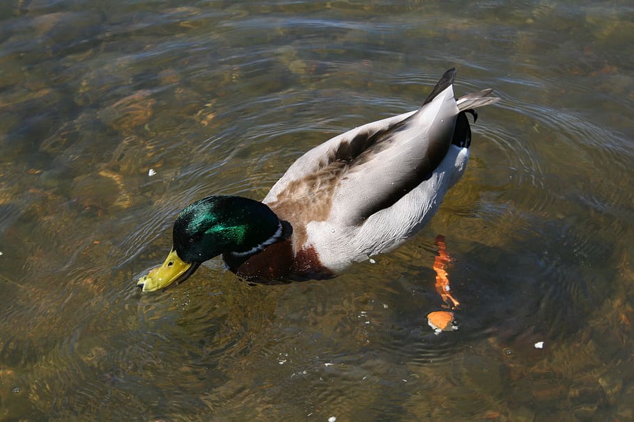 duck, nature, summer, animal themes, animal wildlife, bird HD wallpaper