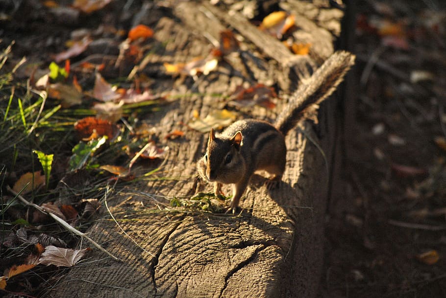 chipmunk, squirrel, rodent, animal, nature, wildlife, mammal HD wallpaper