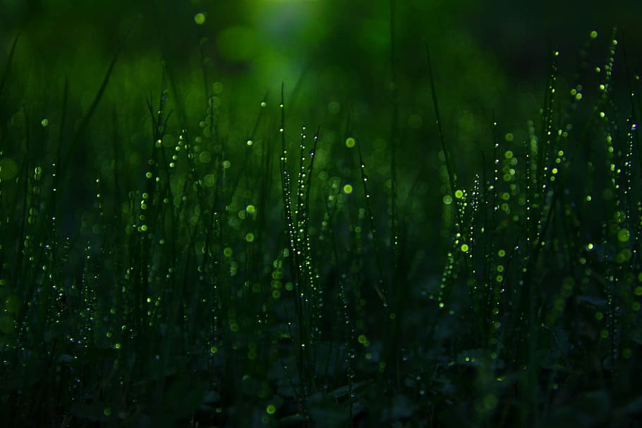 Rain on the grass, green grass, water, dew, dark, black, bokeh HD wallpaper