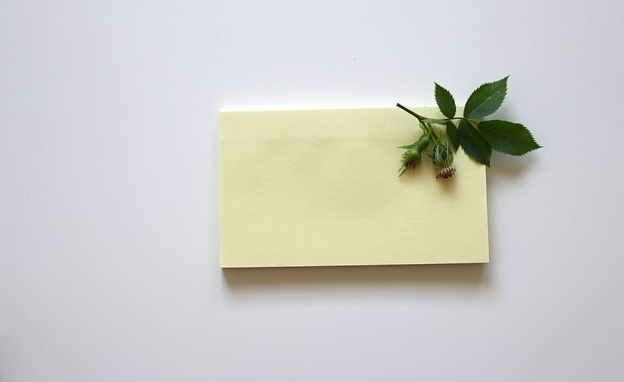 green leaf on white sticky notes, leave, office, paper, write down, HD wallpaper
