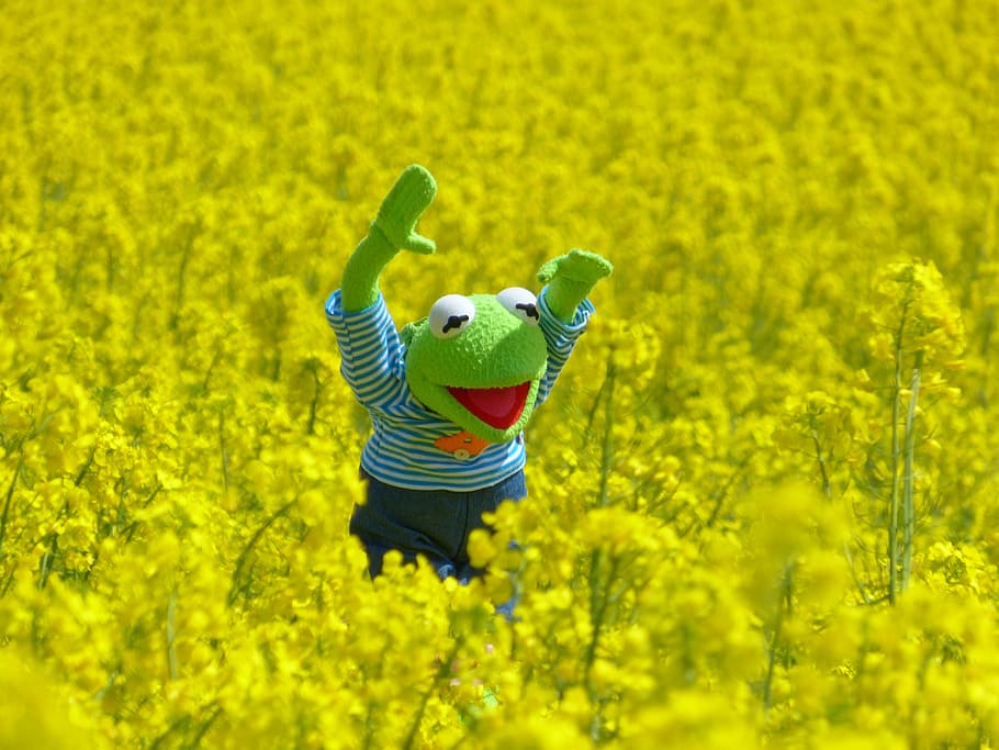 Kermit the Frog plush toy on greenfield, field of rapeseeds, yellow