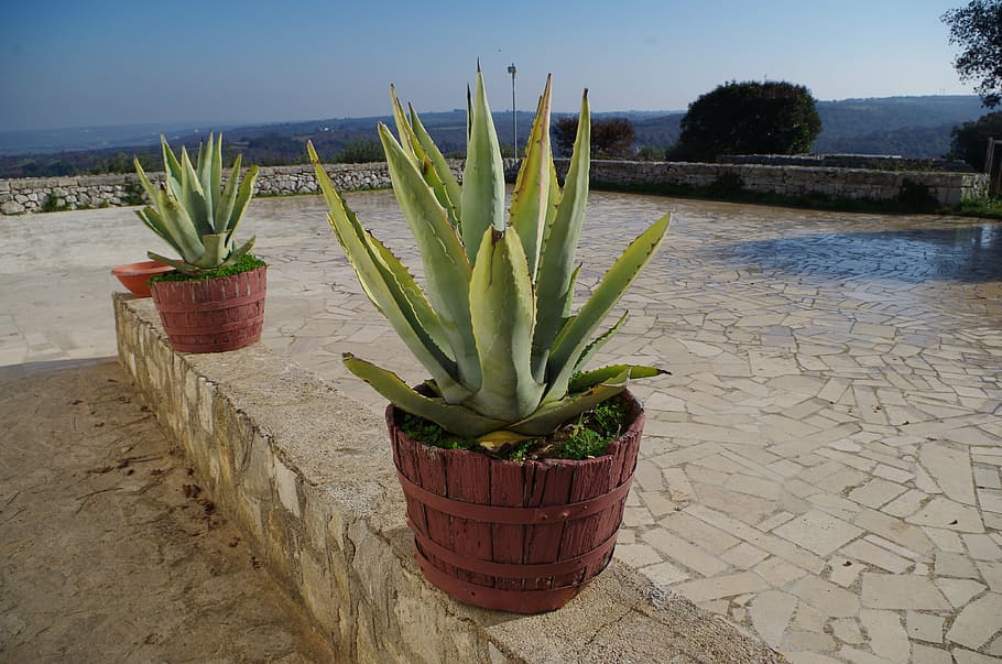 barsento, puglia, campaign, apulia, nature, plant, growth, no people HD wallpaper