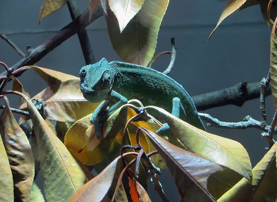 Chameleon, Reptile, Lizard, insectivorous, animal, exotic, blue, HD wallpaper