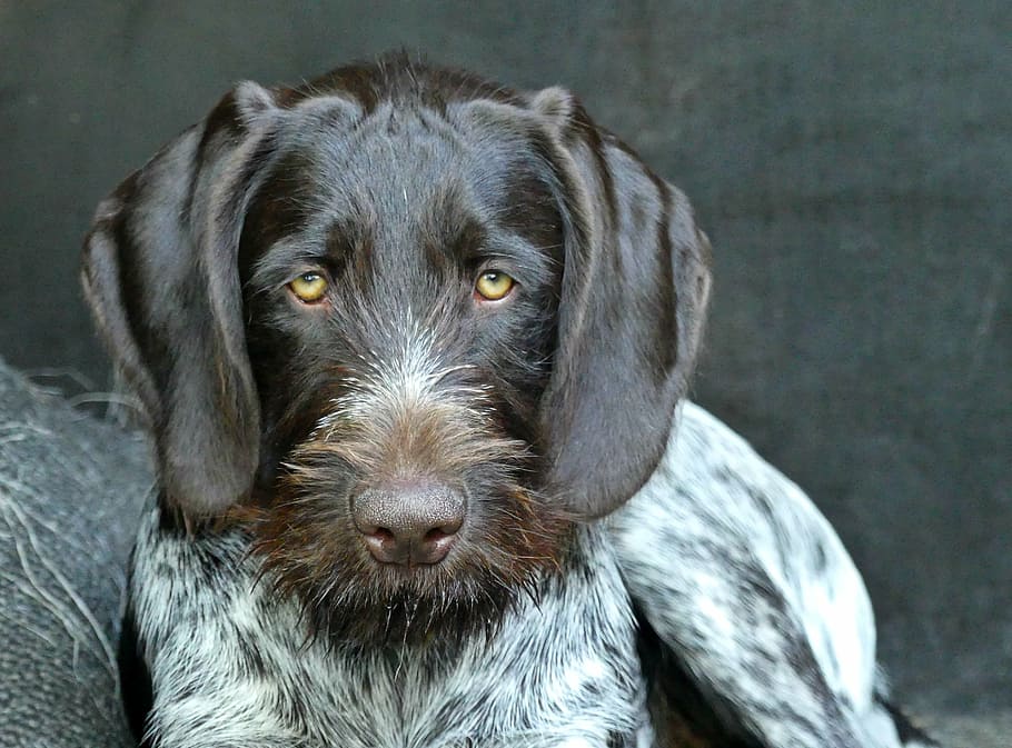 closeup photo of adult German wirehaired pointer, dog, animal, HD wallpaper