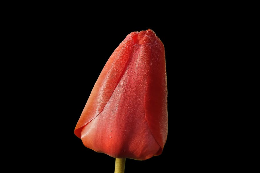 tulip, red, spring, nature, bloom, close-up, petal, flower HD wallpaper