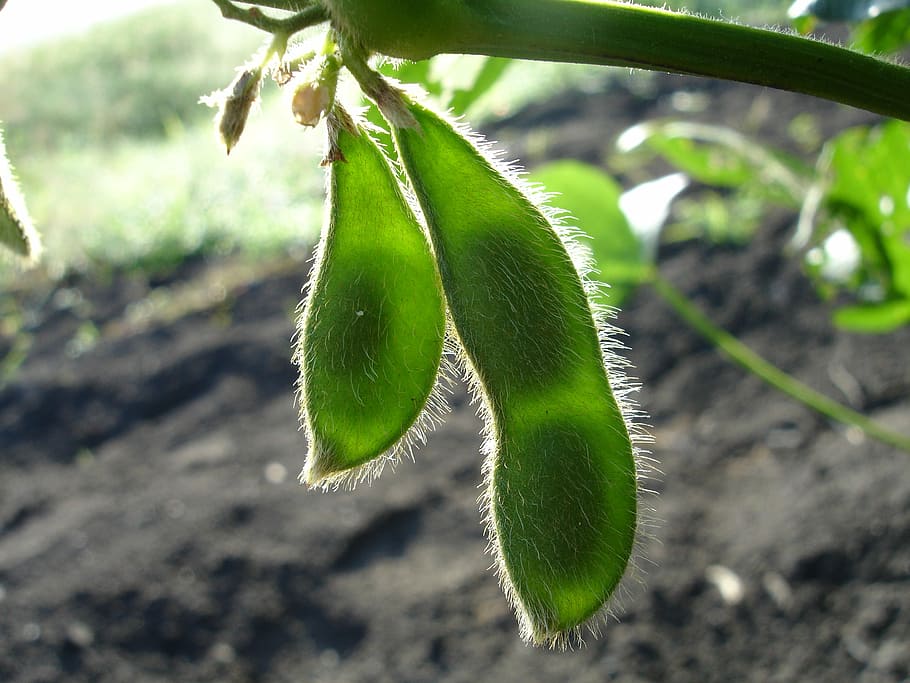 Soybean 1080P, 2K, 4K, 5K HD wallpapers free download | Wallpaper Flare