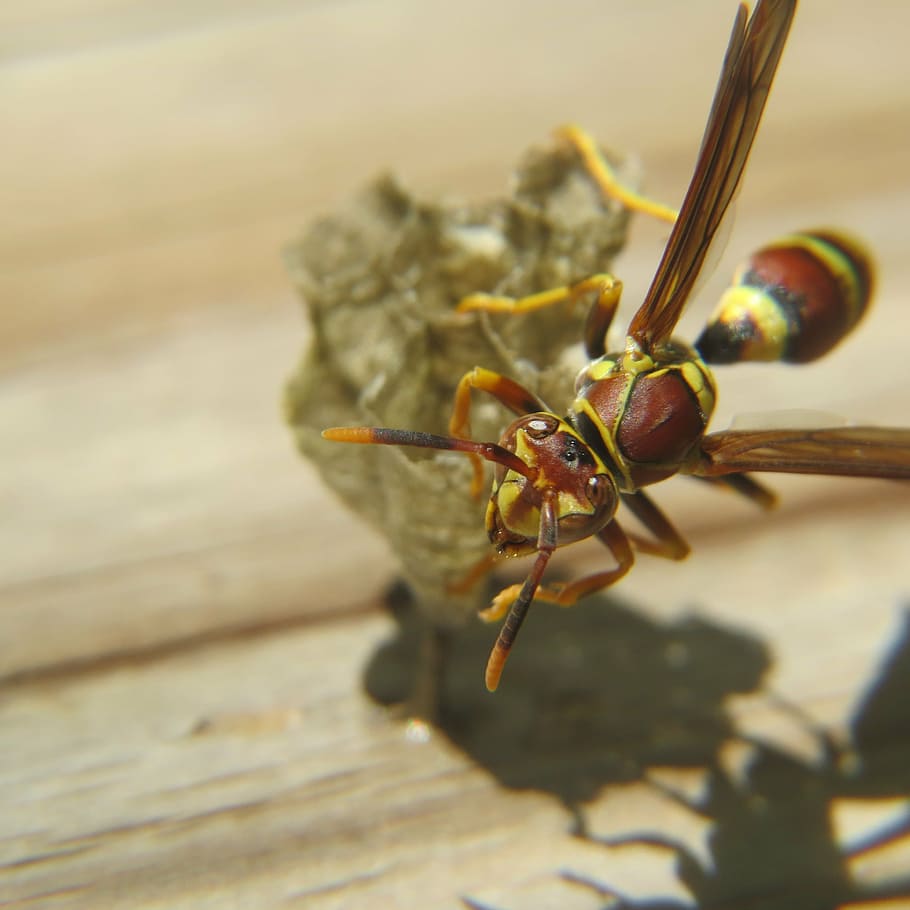 wasp, insect, nest, yellow, close-up, invertebrate, animal HD wallpaper