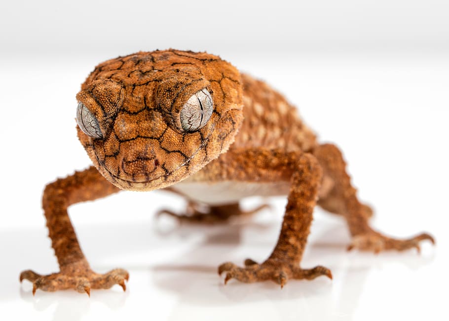close up photography of brown lizard, gecko, rough knob, centralian, HD wallpaper