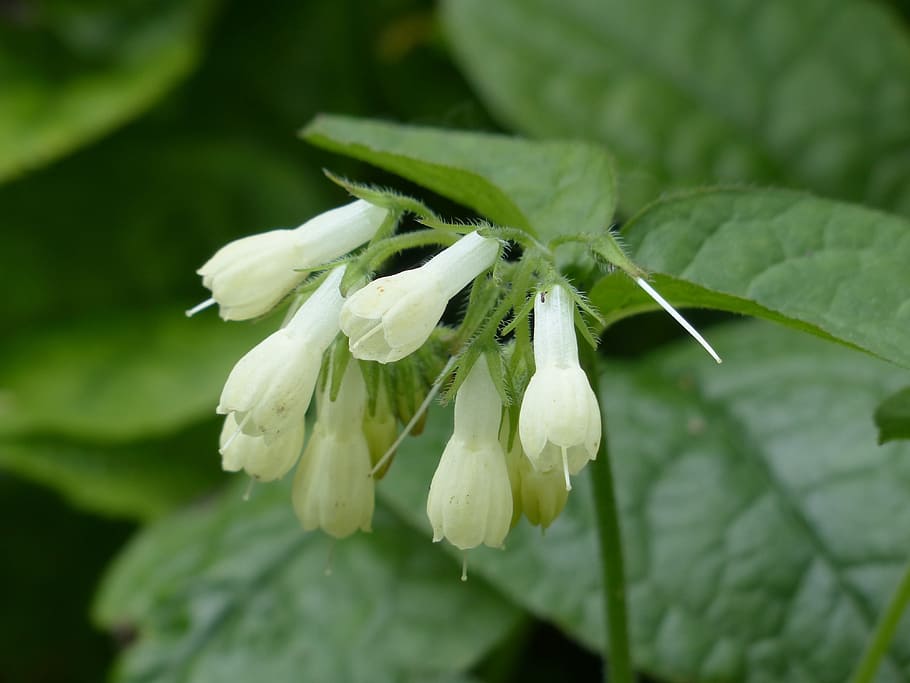 caucasian comfrey, blossom, bloom, white, flower, plant, caucasus comfrey HD wallpaper