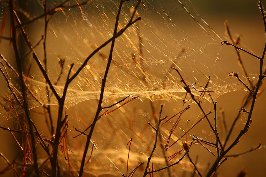 cobweb, aesthetic, nature, sunlight, spun yarn, branch, plant HD wallpaper