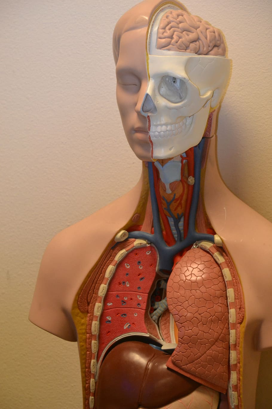 human respiratory system mannequin, medical, anatomy, science, HD wallpaper