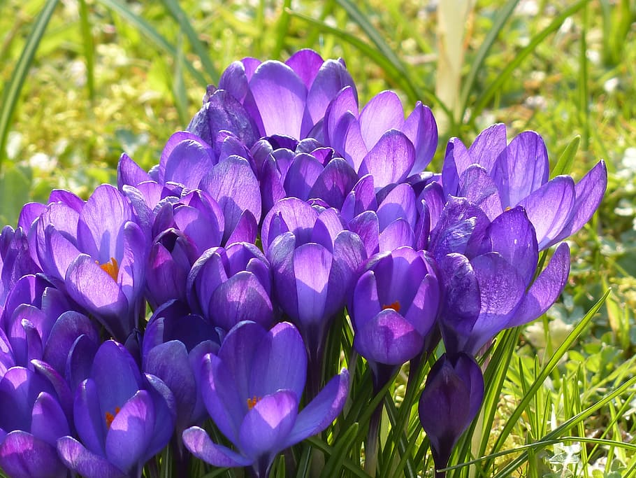 purple petaled flowers photograph, crocus, yellow, violet, blue HD wallpaper