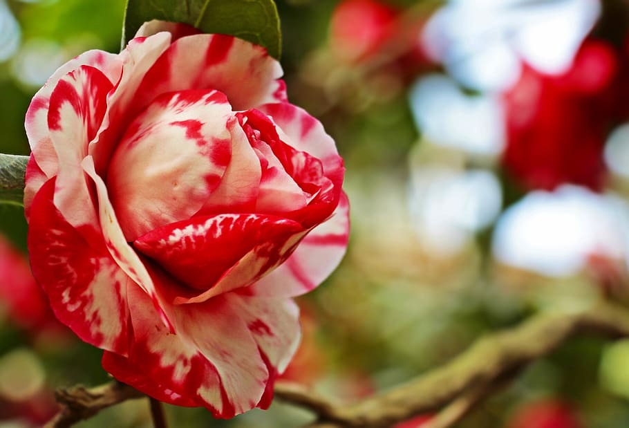 pink flower, camellia, camellia flower, nature, petal, background, HD wallpaper