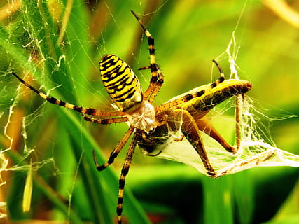 spider, tiger spider, wasp spider, network, prey, catch, silk band spider HD wallpaper