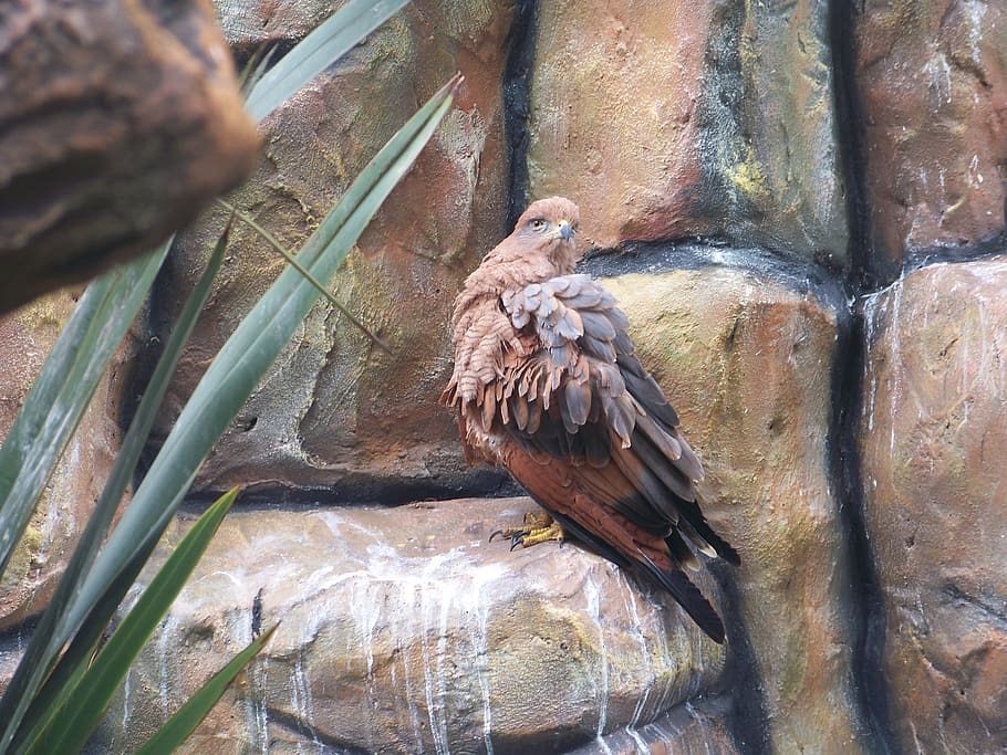 eagle, nature, bird, ave, feathers, animal, animal world, peak HD wallpaper