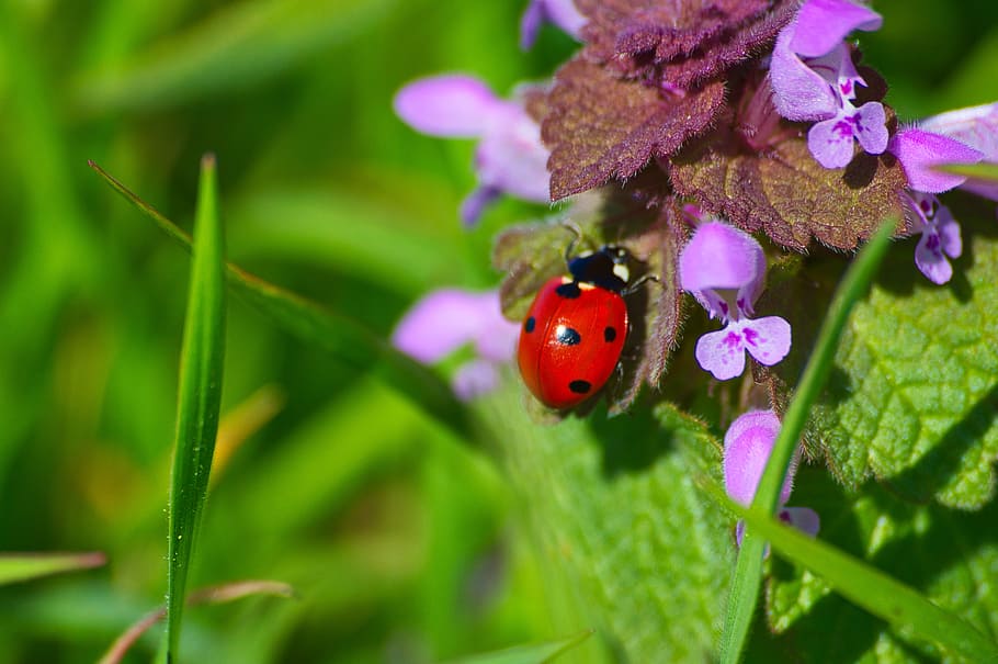 ladybird, bug, insect, nature, wildlife, garden, spring, wing HD wallpaper