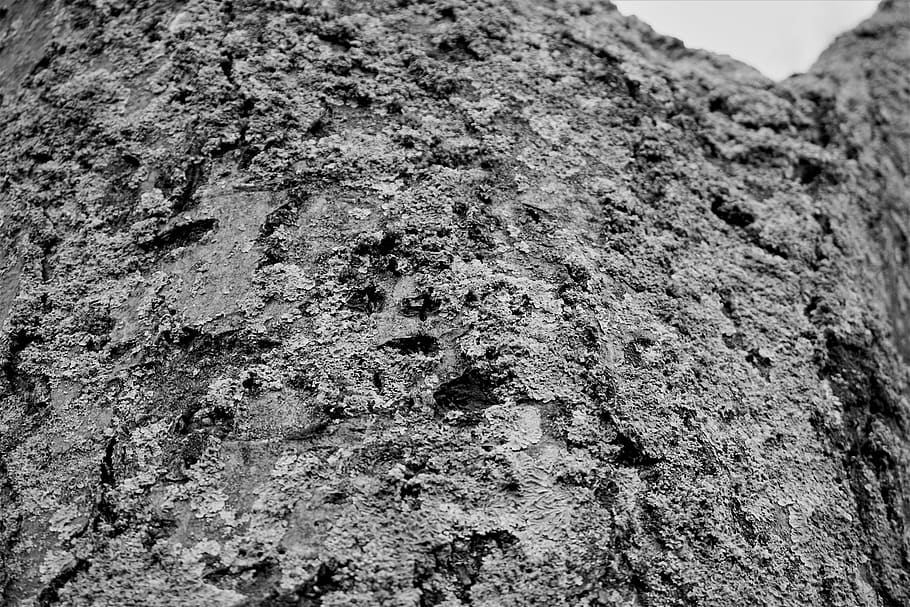 stone, dirty, pattern, rock, desktop, nature, rough, tree, textured HD wallpaper