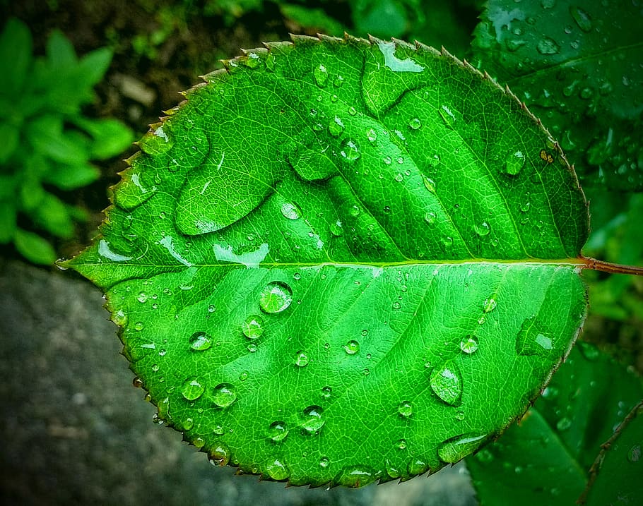 Watering leaves. Капли на листьях. Зеленые листья в воде. Лист в капельках на прозрачном. Листок с каплей.