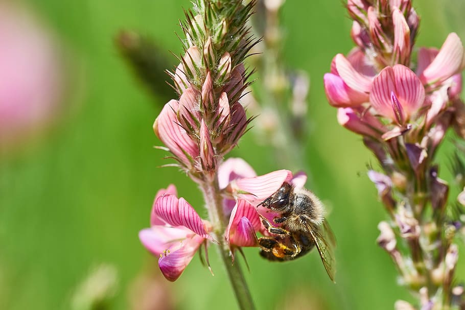 bee, flower, field, summer, insect, blossom, bloom, macro, pollen HD wallpaper