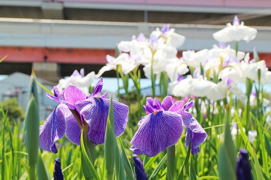 Iris, Flowers, Japan, june, purple, day, nature, fragility HD wallpaper