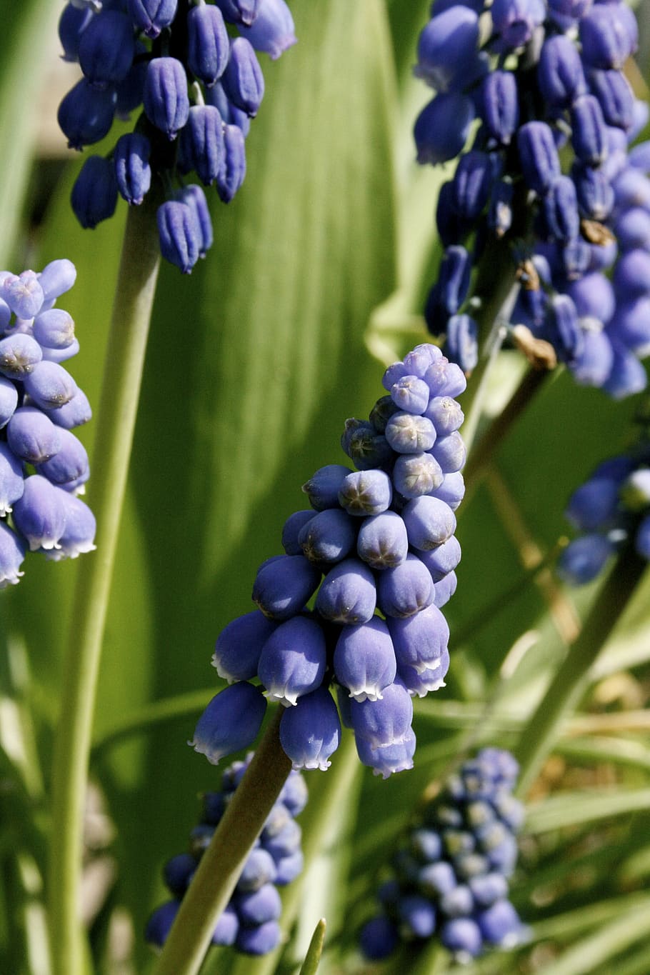 blue grape, spring, bulbs, plant, growth, flower, flowering plant HD wallpaper