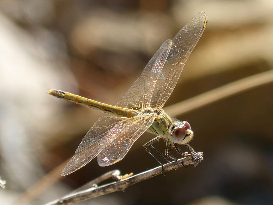 dragonfly, iridescent, translucent wings, branch, onychogomphus costae HD wallpaper