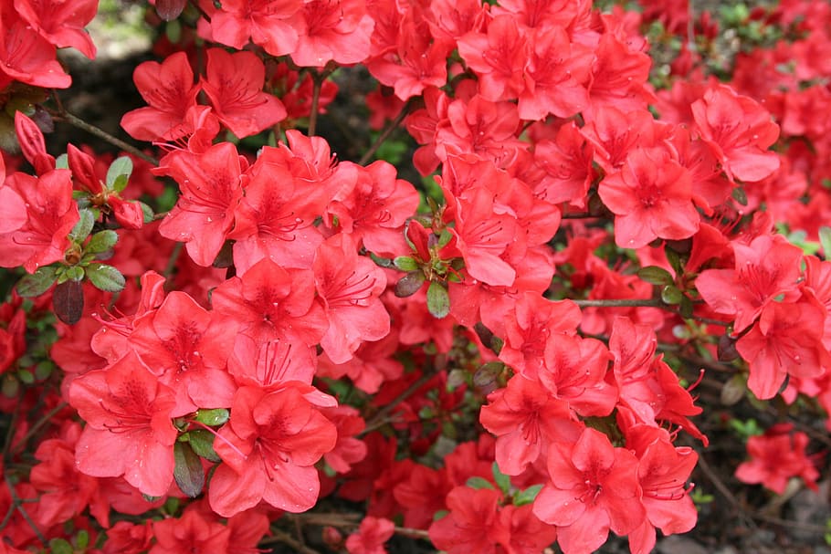 Flowers, Spring, Nature, Plant, red, red flower, closeup, the background HD wallpaper